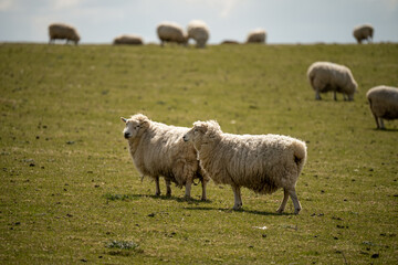 welsh mountain sheep in grazing pasture