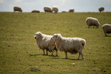 Naklejka premium welsh mountain sheep in grazing pasture