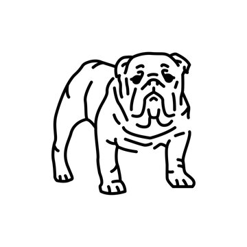 English bulldog color line icon. Dog breed.