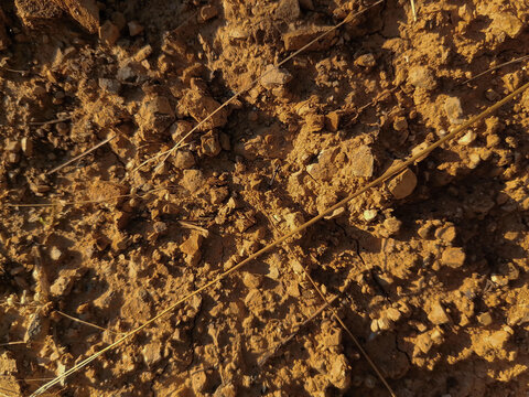 Yellow Dirt With Grass Straw And Some Rocks.