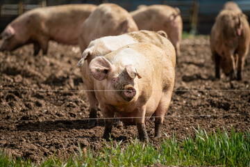 free range landrace pig at large on a sunny day