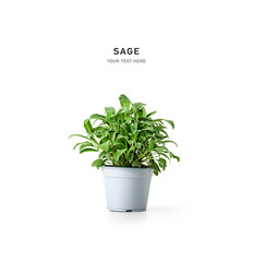 Fresh sage isolated on white background. Herbs in pot.