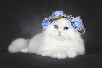 white fluffy cat with blue eyes in a flower crown posing on grey background