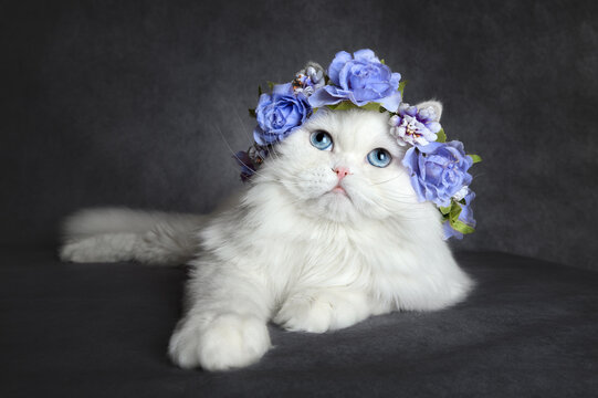 beautiful white cat with blue eyes lying down in a flower crown