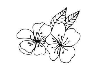 Sakura flower doodle icon. Back line isolated on white. One line contour floral drawing.Vector illustration