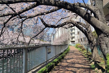 春の目黒川沿い遊歩道