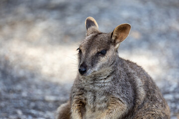 Rock Wallaby in Queensland Australia