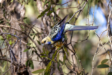 Pale-headed Rosella in Queensland Australia