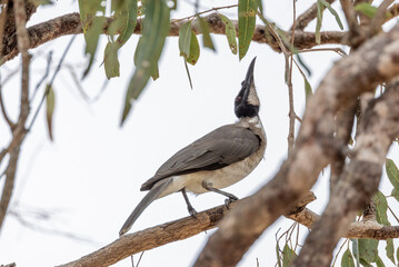 Noisy Friarbird in Queensland Australia