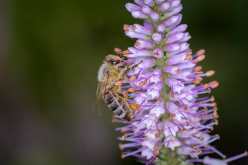 Bee - Apis mellifera - pollinates Culver's root - Veronicastrum virginicum