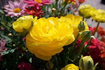 優雅で大きな黄色いお花