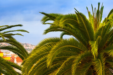 Green Town Detail / Top of palm tree and fronds at mediterranean town background (copy space) - 498047038