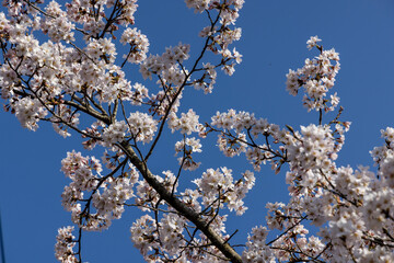 とても美しい日本の桜