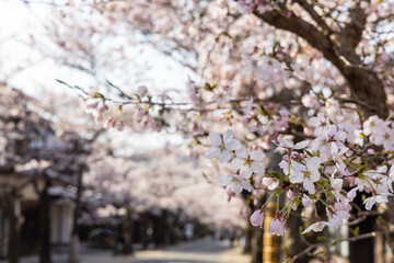 とても美しい日本の桜