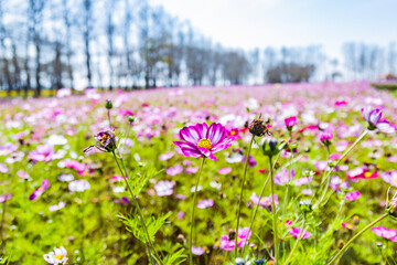 flowers in the field