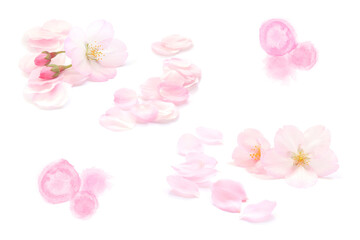 桜 花びら 春 抽象 背景