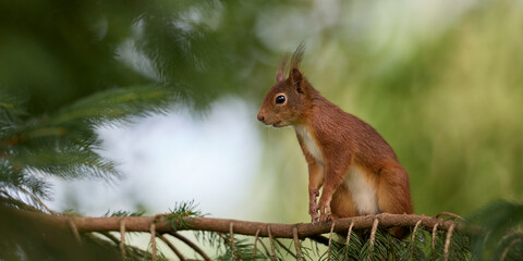 Brown red European squirrel isolated on blurred background