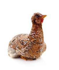 Young brown chicken.