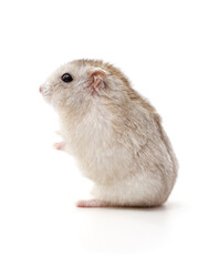 White little hamster.