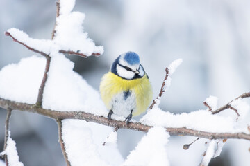 Cute Blue tit sitting on a very snowy branch in Estonian boreal forest during wintertime