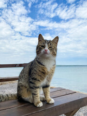 The cat sits on a bench against the background of the sea and the blue sky with clouds. © Avocado_studio