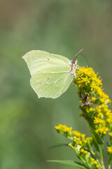 Motyl latolistek cytrynek na zielonym tle