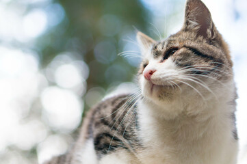 Naklejka na ściany i meble 冬の日本の森に暮らす野良の子猫