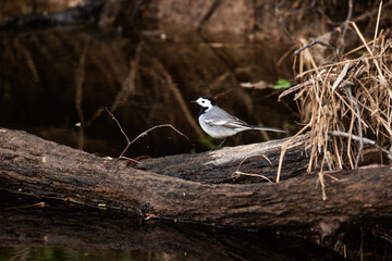 Small White wagtail standing on an old log by a river in Estonia