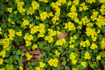 Small Alternate-leaved golden-saxifrage blooming in a wet boreal forest in Estonia, Northern Europe.