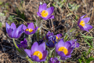 The first flowers (pasqueflower) on the Guberlinsky mountains. Orenburg region, Southern Urals, Russia