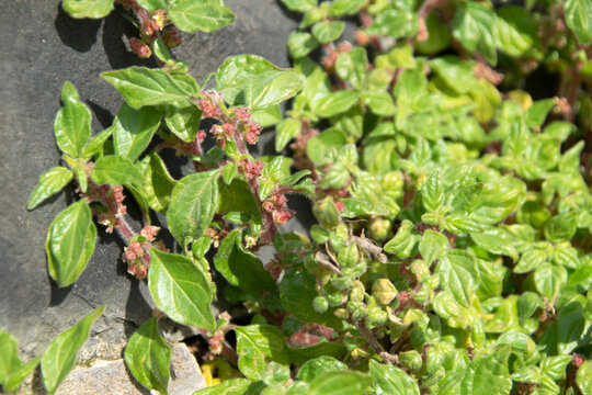 Mauer-Glaskraut (Parietaria)