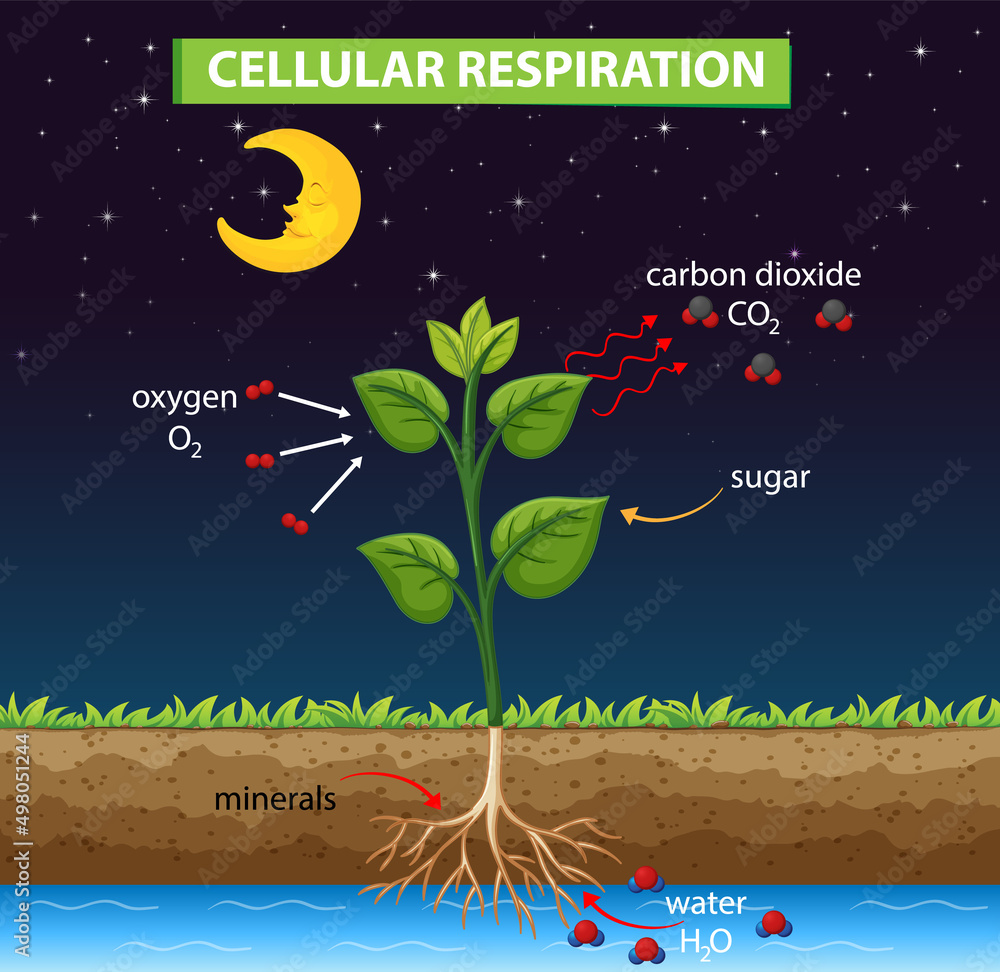 Canvas Prints Diagram showing cellular respiration in plant