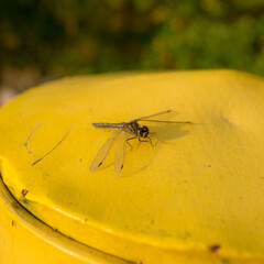 beautiful small dragonfly on a yellow background