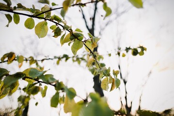 spring branches