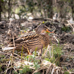weibliche Stockente (anas platyrhynchos)