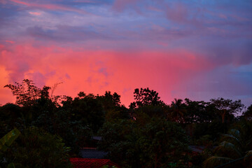 sunset in the forest