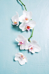 White tropical orchids on the blue table