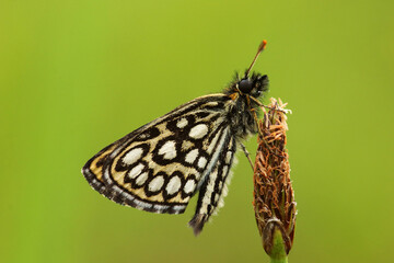 Large chequered skipper, Heteropterus morpheus resting on a straw on summery meadow in Estonia,...