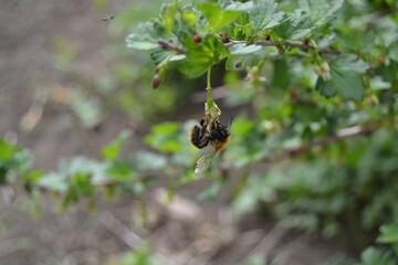 a bee hangs on a gooseberry flower