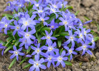 spring flowers in the garden, flower fragments on a fuzzy background, spring heralds