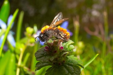 bee on a flower