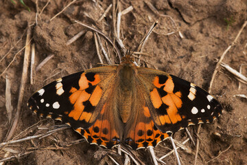 A colorful Painted lady butterfly resting on dirt on an autumn day in Estonia, Northern Europe