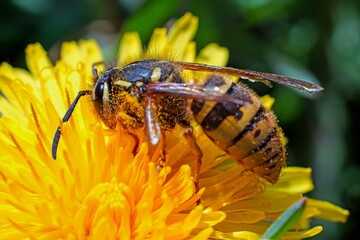 bee on yellow flower