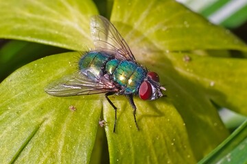fly on leaf