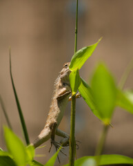 Closeup view of a Chameleon holding on to bamboo shoot
