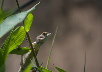 Closeup view of a Chameleon holding on to bamboo shoot