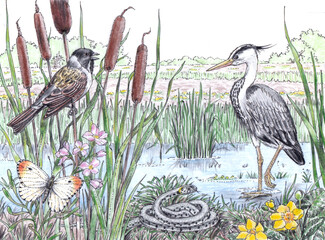 MARSH WILDLIFE
Heron, Ardea cinerea; Reed bunting,
Salmo trutta; Grass snake, Natrix natrix; Orange tip, Anthocharis cardamines; Reedmace, Typha latifolia; 
Marsh marigold, Caltha palustris.