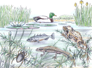 WILDLIFE OF PONDS
mallard, Anas platyrhynchos; Common frog, Rana temporaria; Great diving beetle, Dytiscus marginalis; White water-lily, Nymphaea alba; Three-spined stickleback, Gasterosteus aculeatus