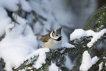 European songbird Crested tit, Lophophanes cristatus perched on a Spruce branch during a wintry day in Estonian boreal forest