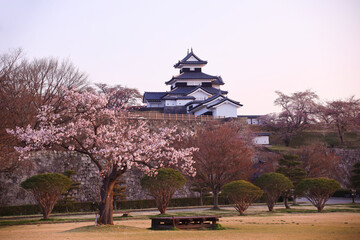 白河市　白河小峰城　三重櫓と桜